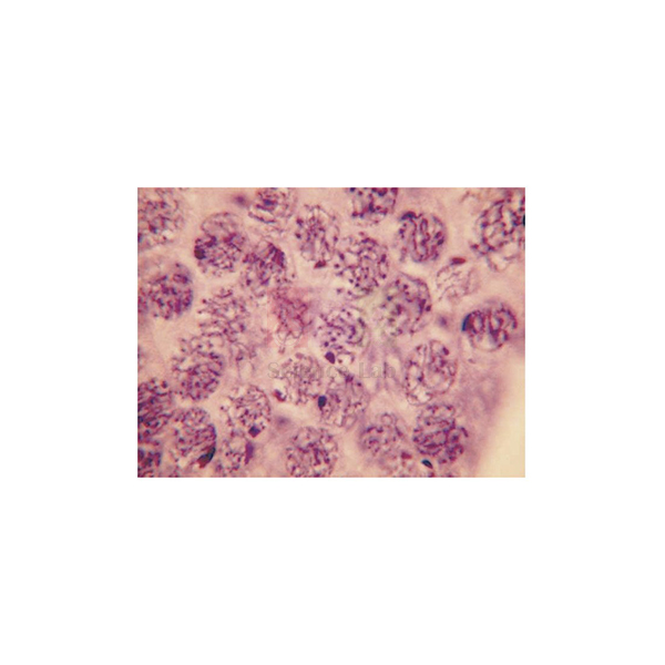 Cell Division Slide Set of 9